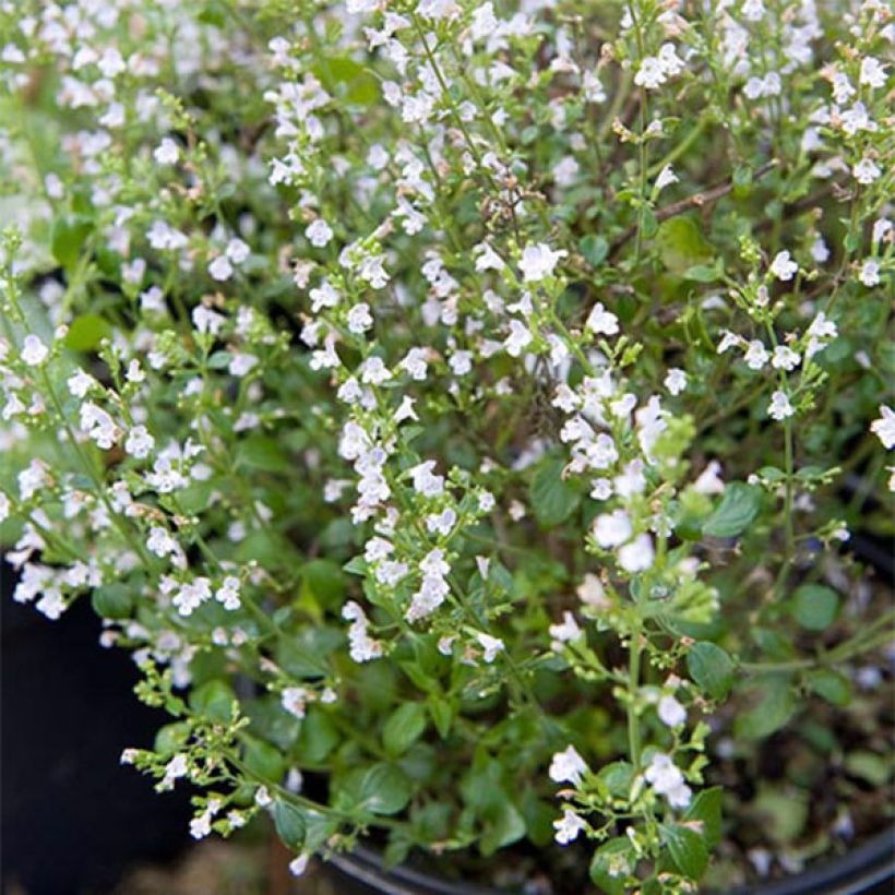 Calamintha sylvatica Menthe - Sariette des bois (Plant habit)