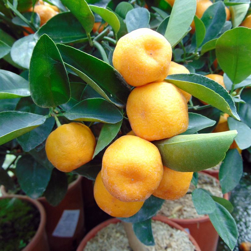 Calamondin - Citrus madurensis (mitis) (Harvest)