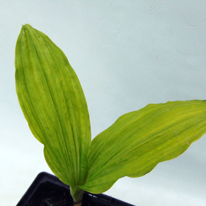 Calanthe sieboldii - Orchidée de jardin jaune (Foliage)