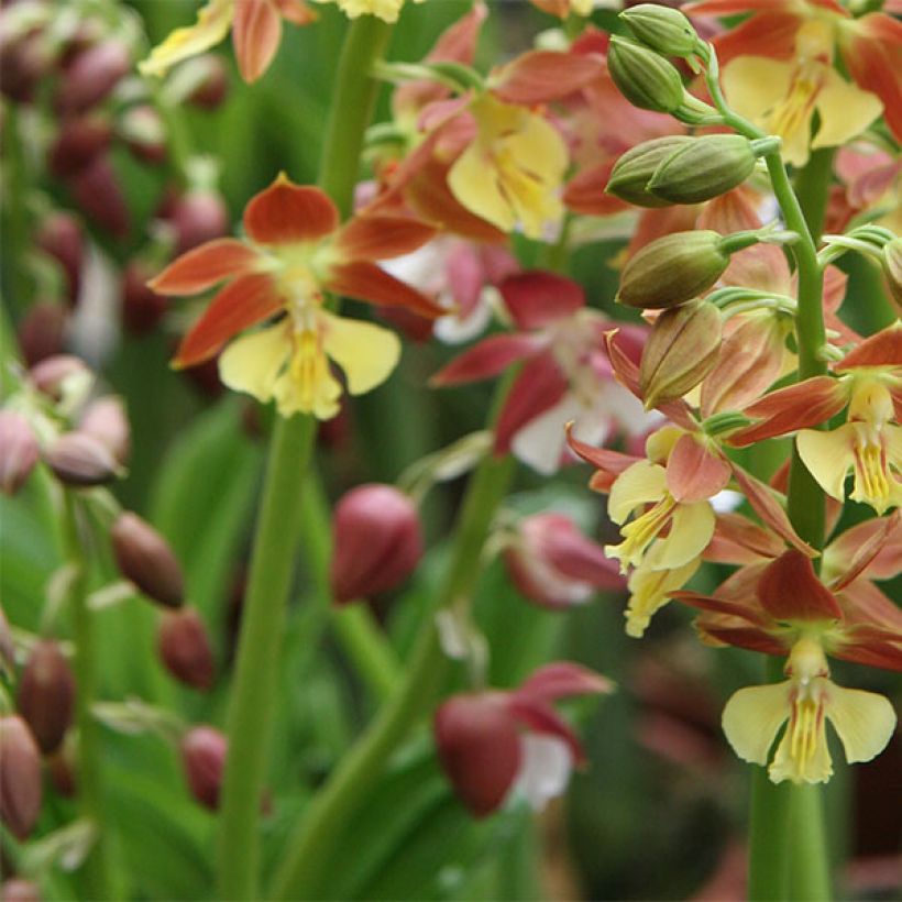 Calanthe tricarinata - Orchidée vivace (Flowering)