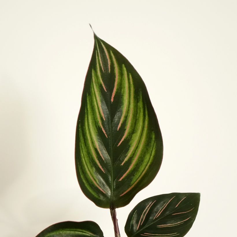Calathea Beauty Star (Foliage)