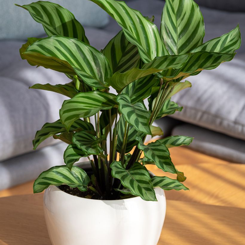 Calathea Freddie (Plant habit)