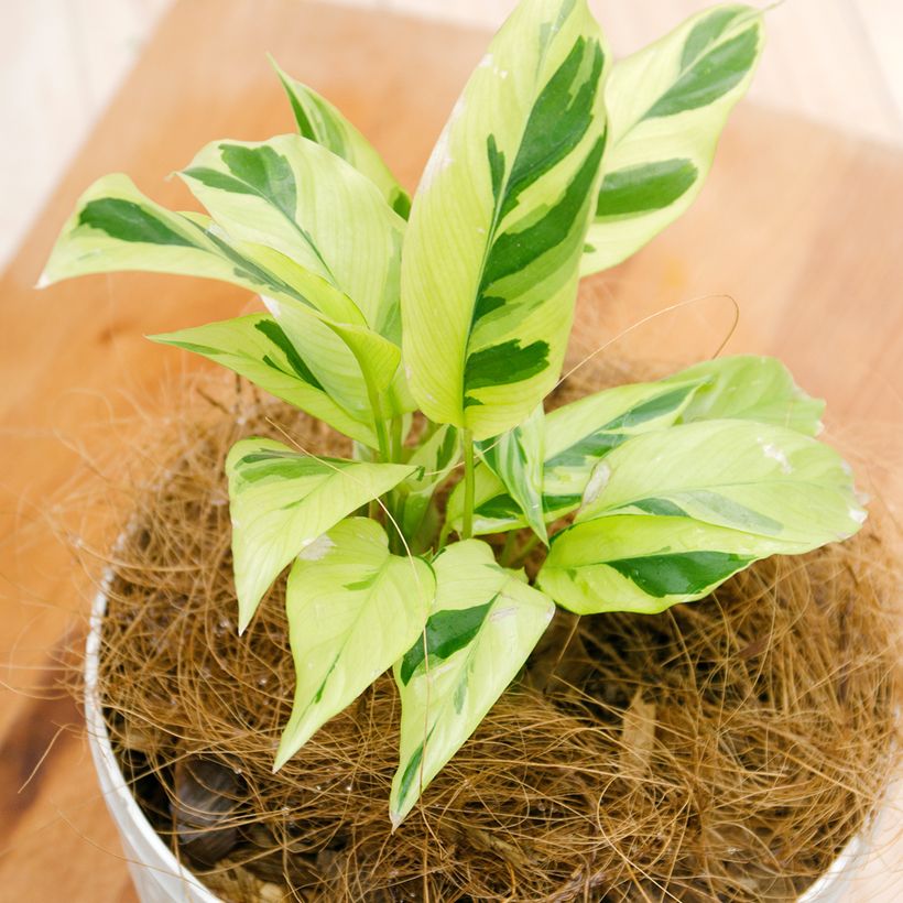Calathea Yellow Fusion (Foliage)