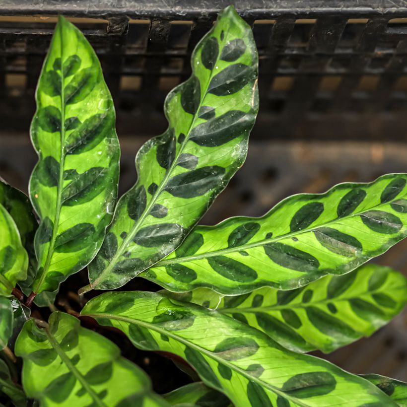 Calathea insignis (Foliage)