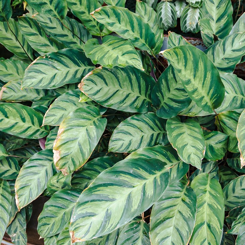 Calathea Misto (Harvest)