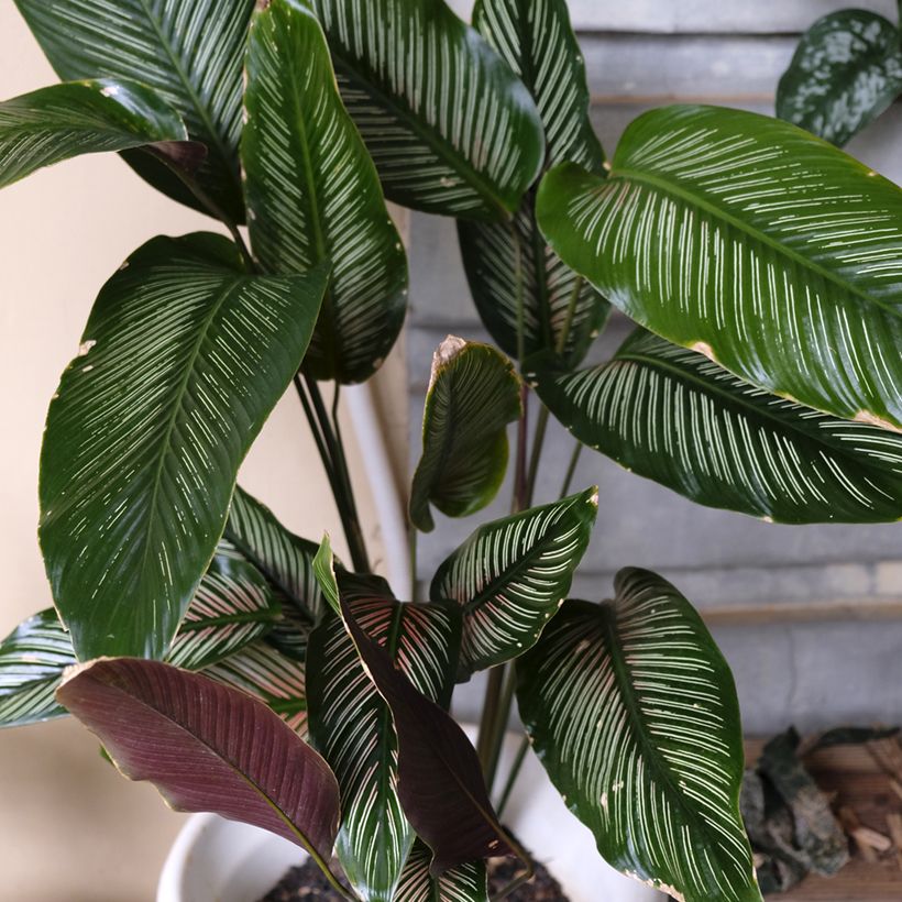 Calathea ornata (Plant habit)