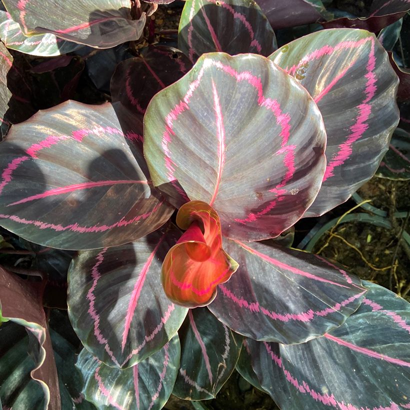 Calathea roseopicta (Foliage)