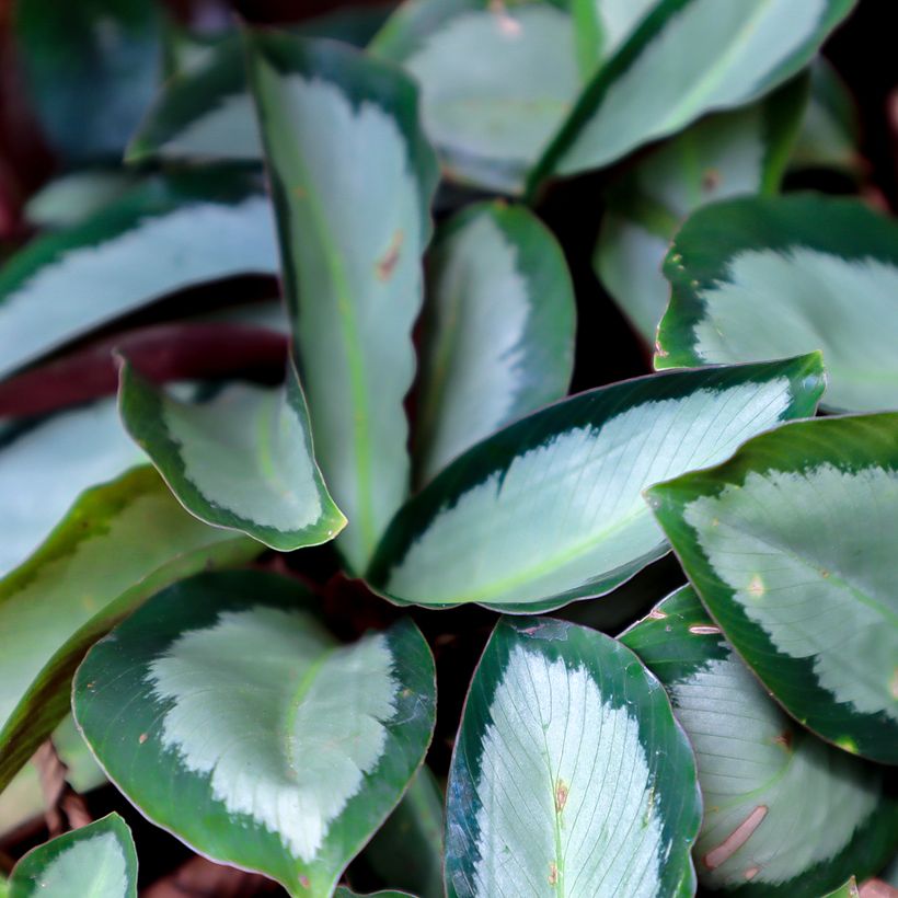 Calathea Royal Standard (Foliage)