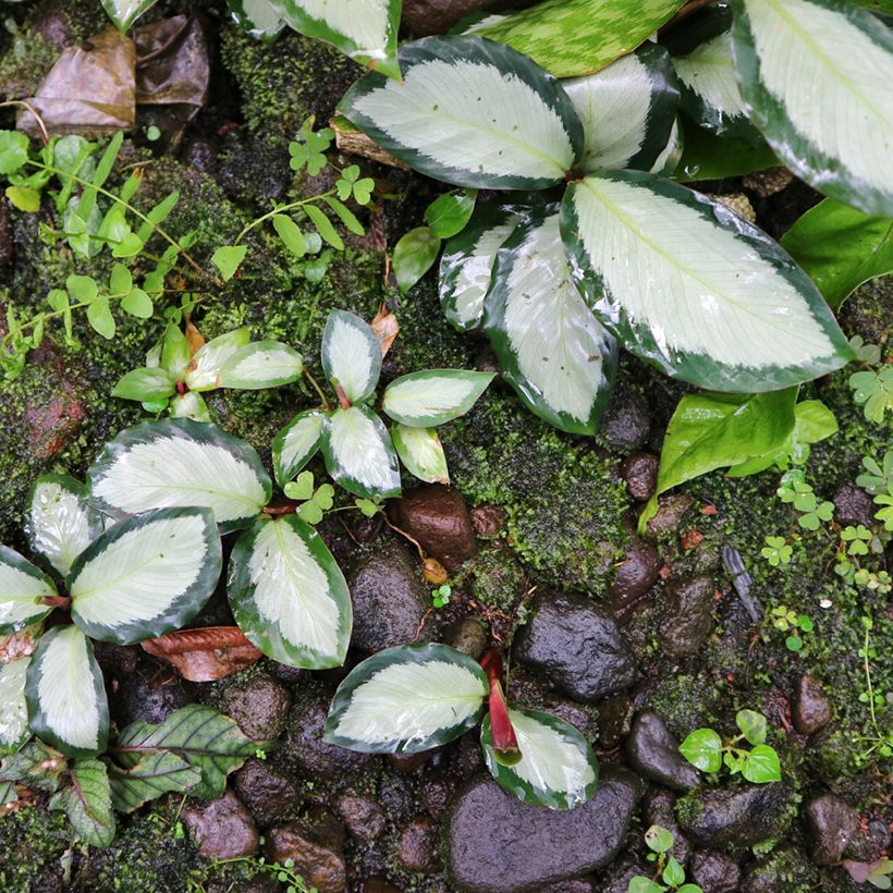 Calathea Royal Standard (Plant habit)