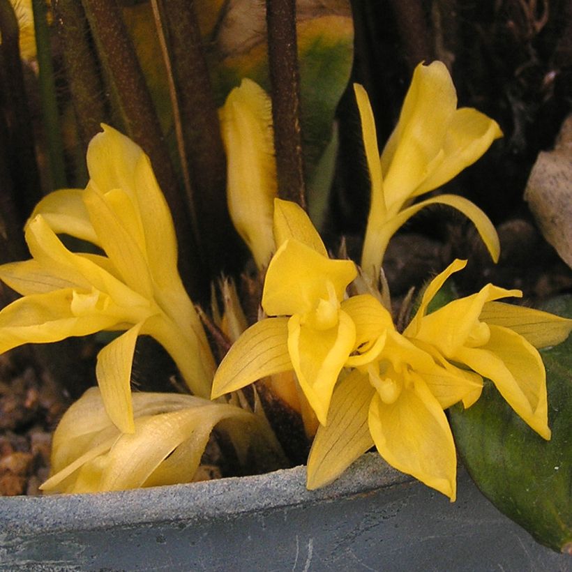 Calathea rufibarba (Flowering)