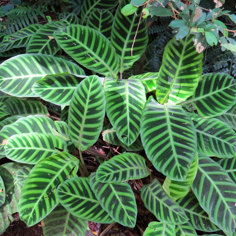 Calathea zebrina (Foliage)