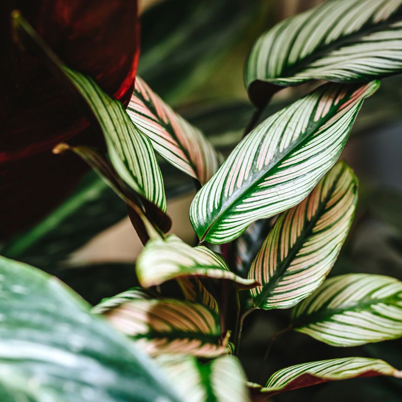 Calathea White Star (Foliage)