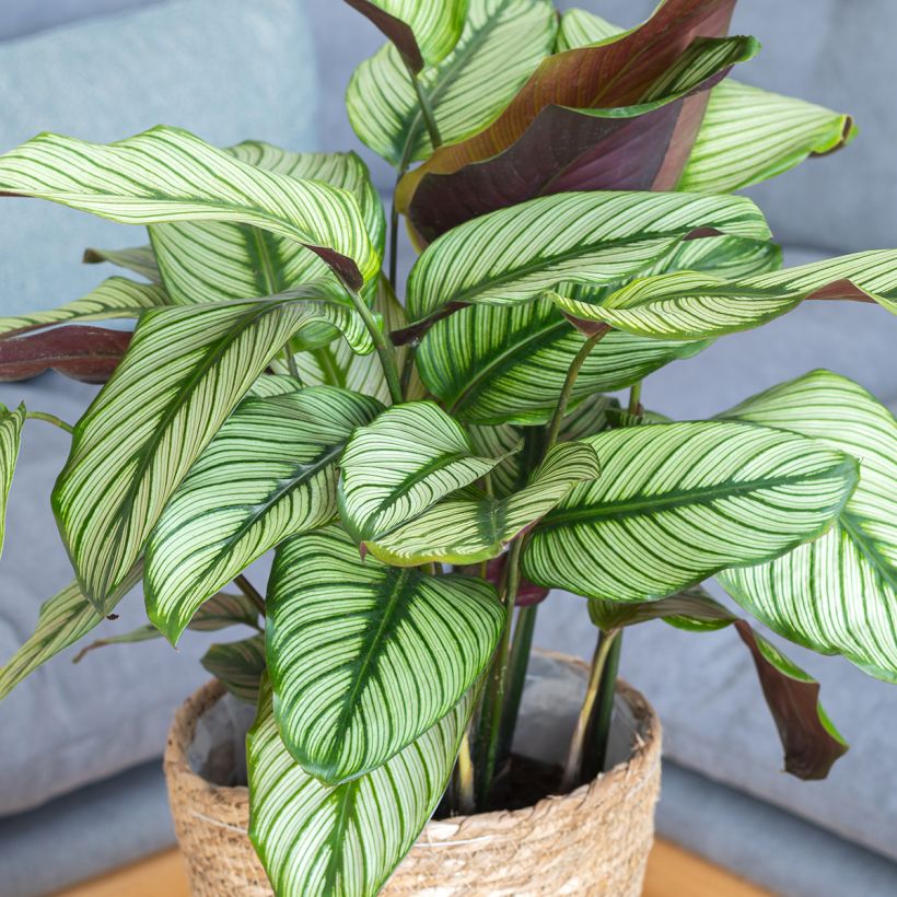Calathea White Star (Plant habit)