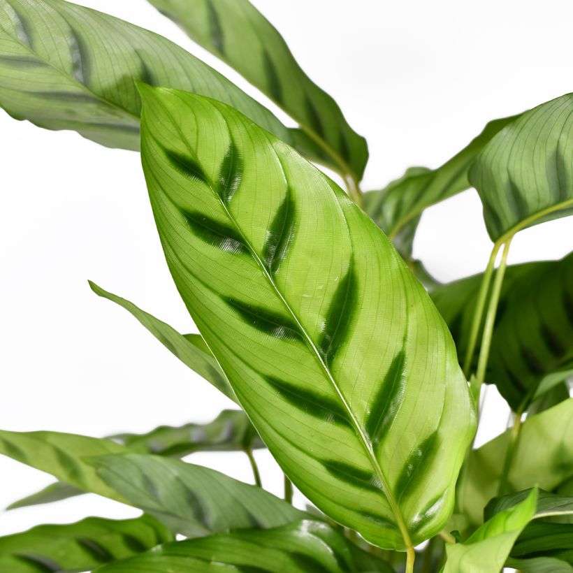 Calathea leopardina (Foliage)