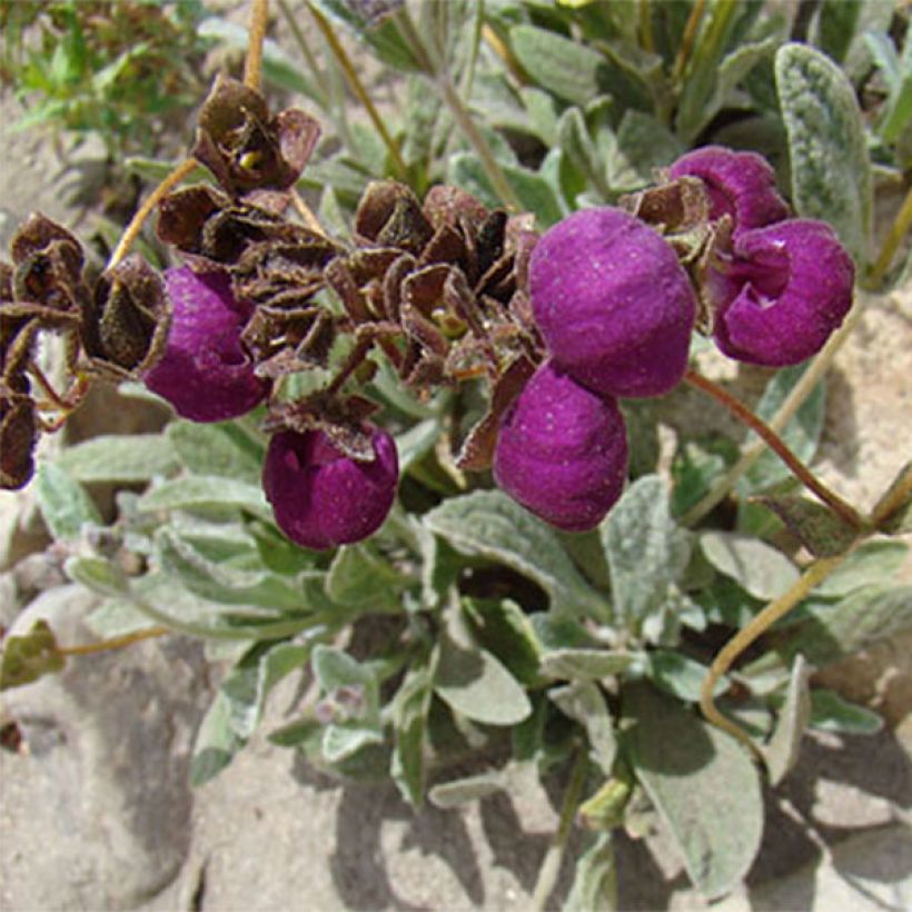 Calceolaire, Calceolaria arachnoidea (Flowering)