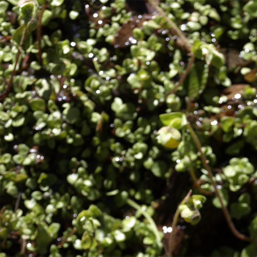 Calceolaire, Calceolaria tenella (Foliage)