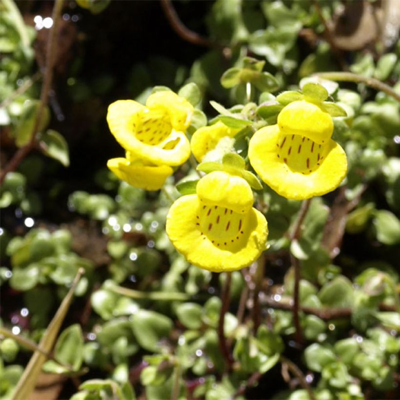 Calceolaire, Calceolaria tenella (Flowering)