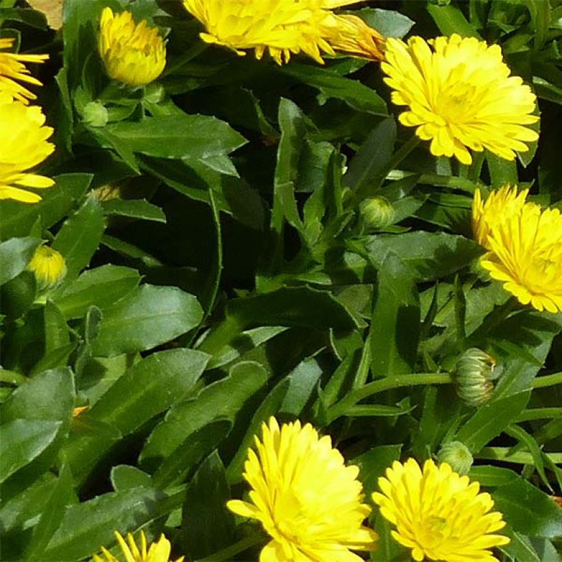 Calendula Powerdaisy Sunny - Souci (Foliage)