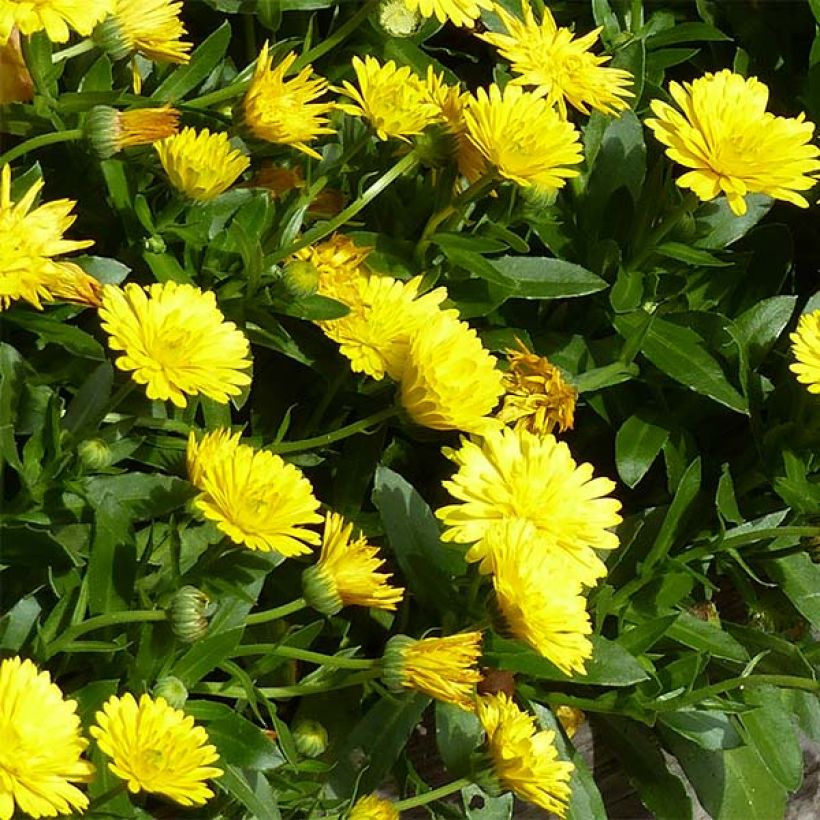 Calendula Powerdaisy Sunny - Souci (Flowering)