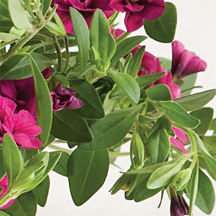 Calibrachoa Can-Can Rosies Pink - Mini-pétunia double (Foliage)