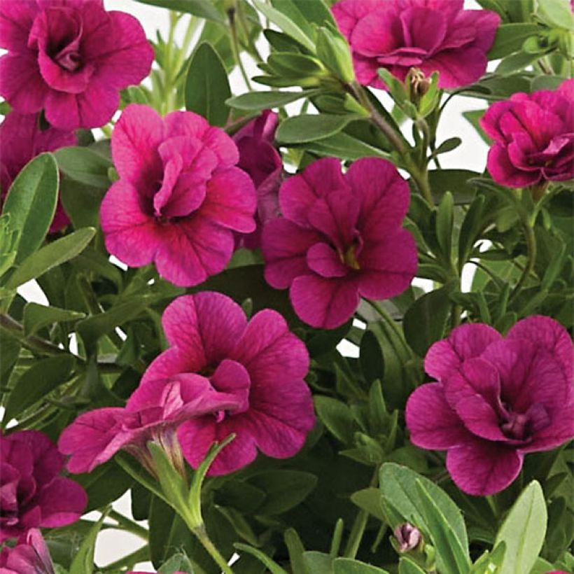 Calibrachoa Can-Can Rosies Pink - Mini-pétunia double (Flowering)
