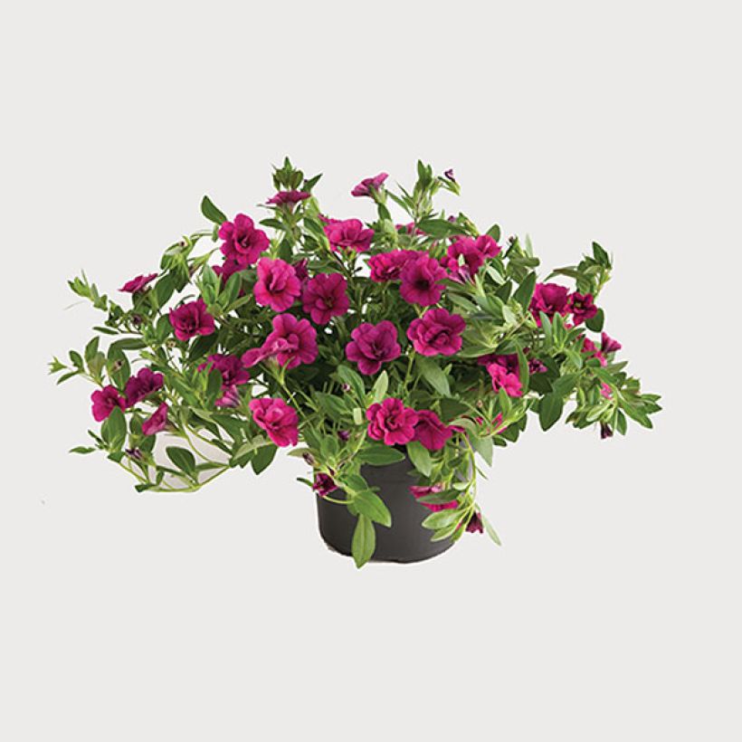 Calibrachoa Can-Can Rosies Pink - Mini-pétunia double (Plant habit)
