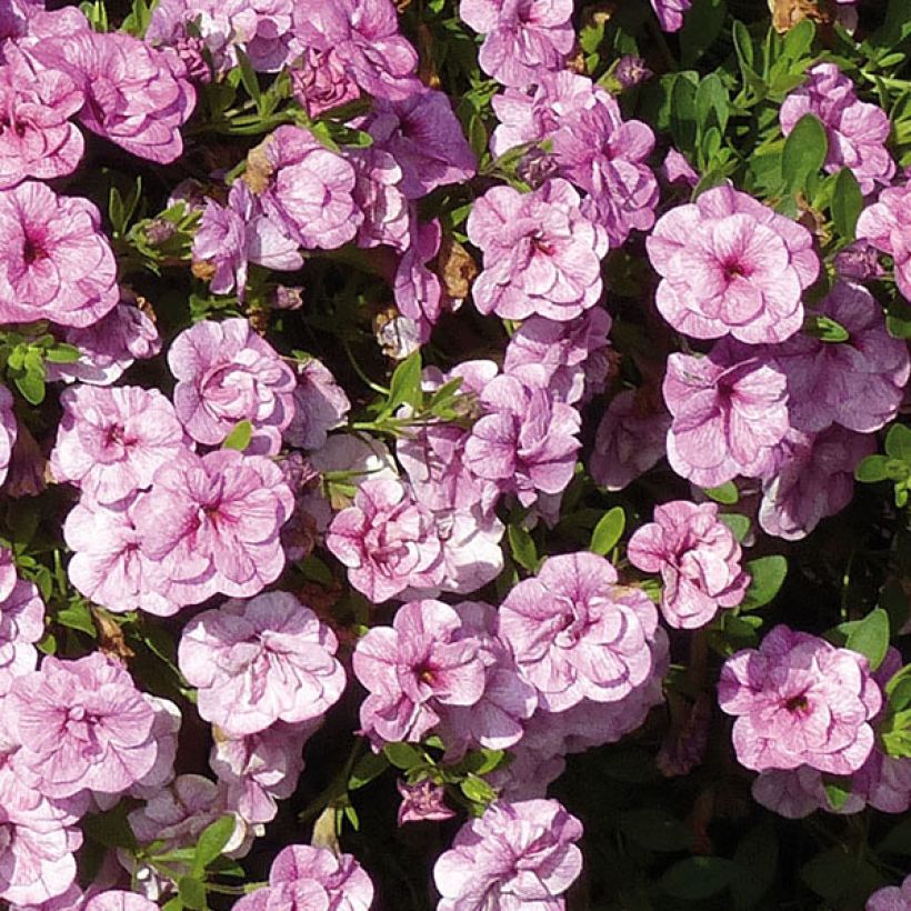 Calibrachoa Can-Can Rosies Pink Vein - Mini-pétunia double (Flowering)