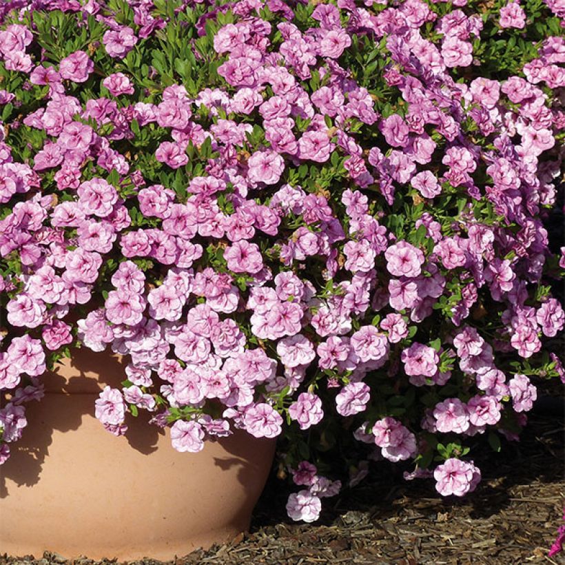 Calibrachoa Can-Can Rosies Pink Vein - Mini-pétunia double (Plant habit)