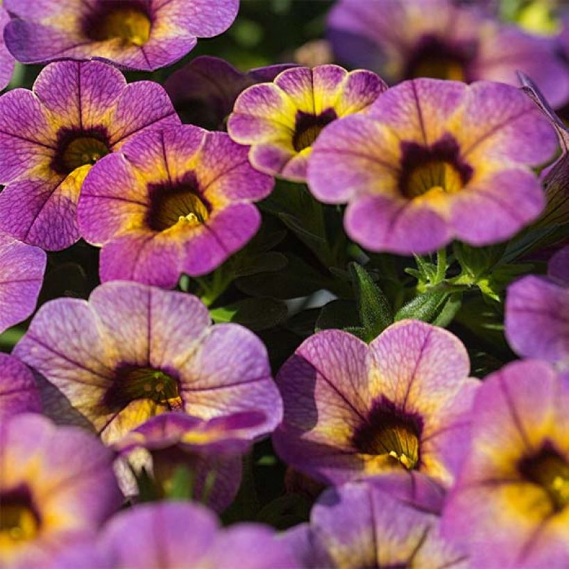 Calibrachoa Chamaeleon Blueberry Scone - Mini-pétunia (Flowering)