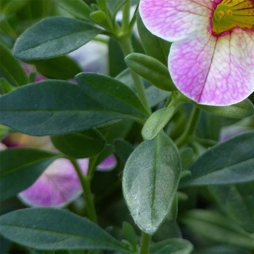 Calibrachoa Chamaeleon Pink Passion - Mini-pétunia (Foliage)