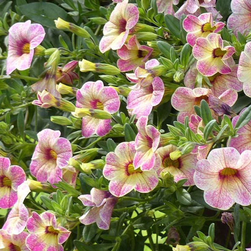 Calibrachoa Chamaeleon Pink Passion - Mini-pétunia (Flowering)