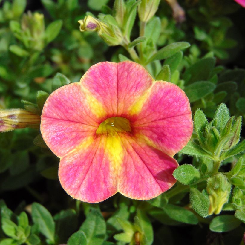 Calibrachoa Chamaeleon Sunshine Berry - Mini-pétunia (Flowering)