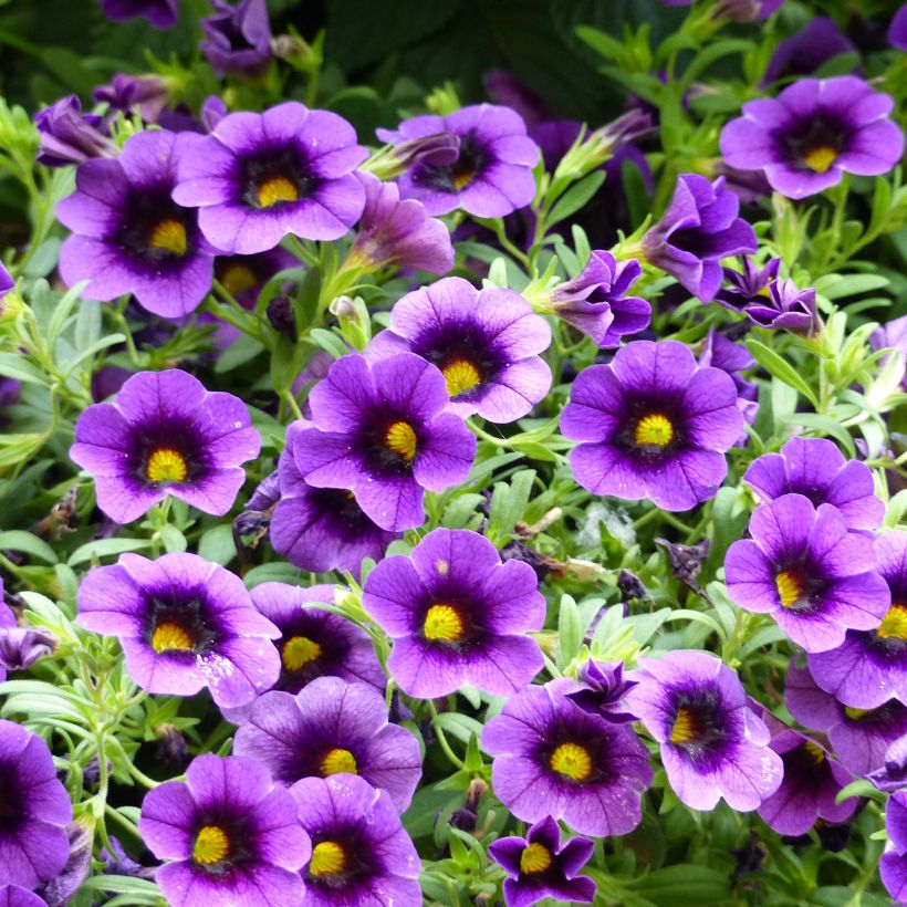 Calibrachoa Superbells Grape Punch - Mini-pétunia (Flowering)