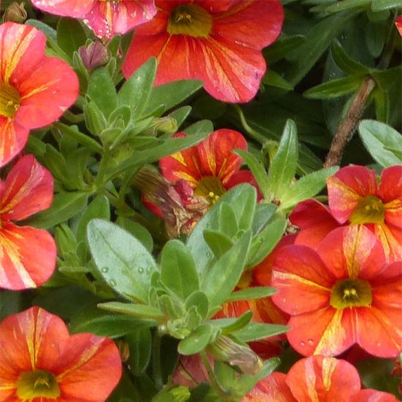 Calibrachoa Superbells Tropical Sunrise - Mini-pétunia (Foliage)