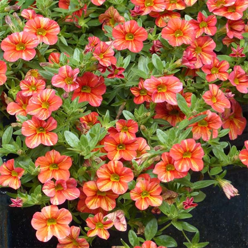 Calibrachoa Superbells Tropical Sunrise - Mini-pétunia (Plant habit)