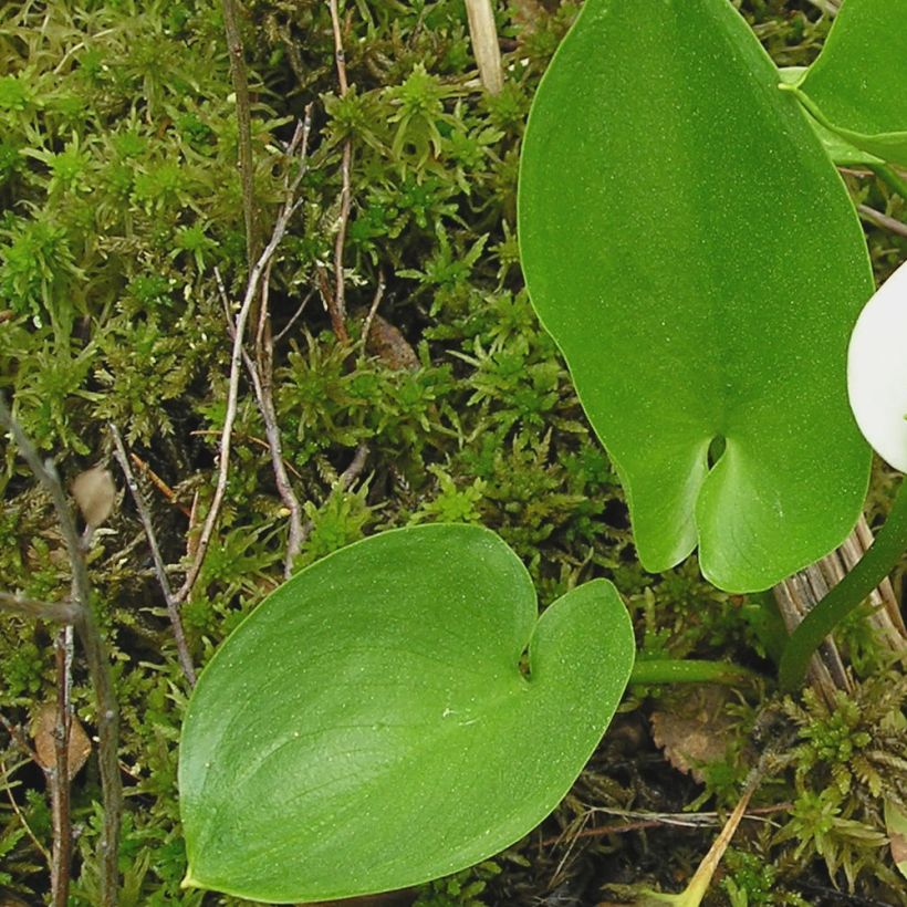 Arum ou Calla palustris (Foliage)