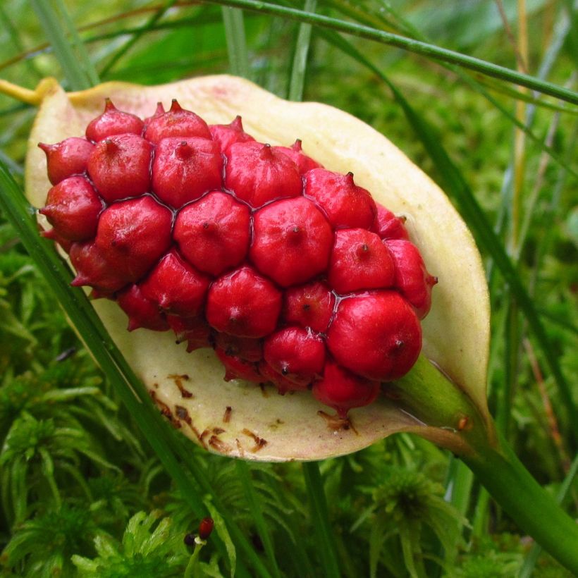 Arum ou Calla palustris (Harvest)