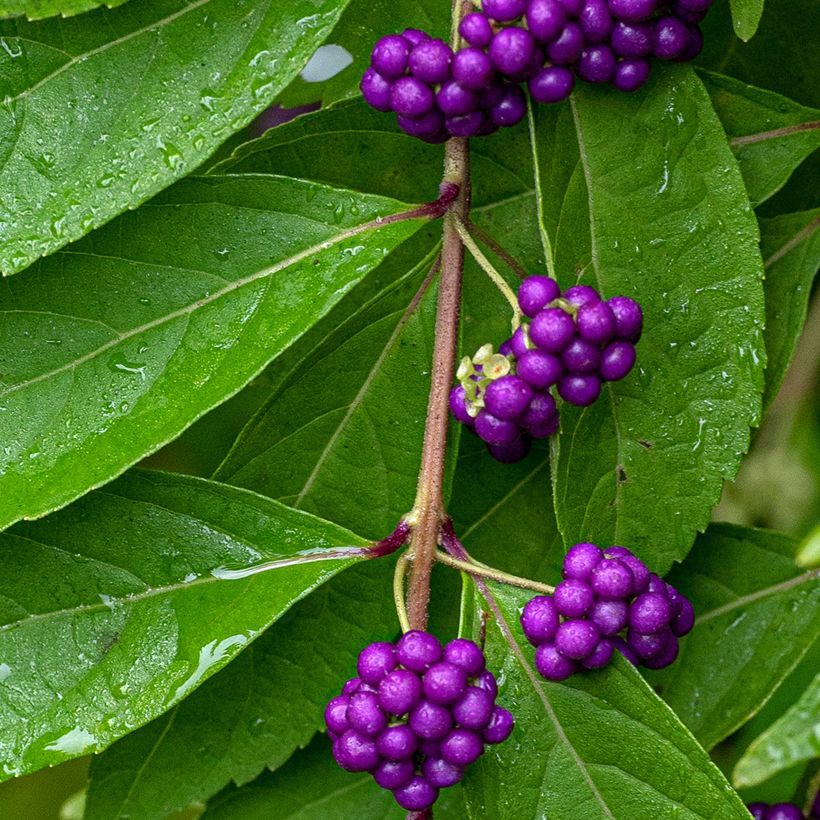 Callicarpa dichotoma - Arbuste aux bonbons (Harvest)