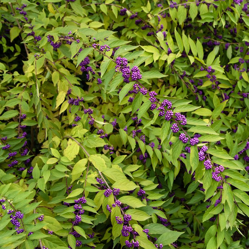 Callicarpa dichotoma - Arbuste aux bonbons (Plant habit)