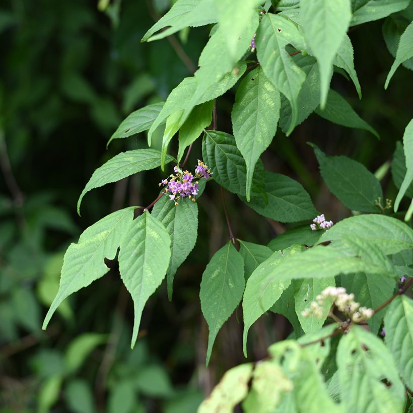 Callicarpa japonica - Arbuste aux bonbons du Japon (Foliage)