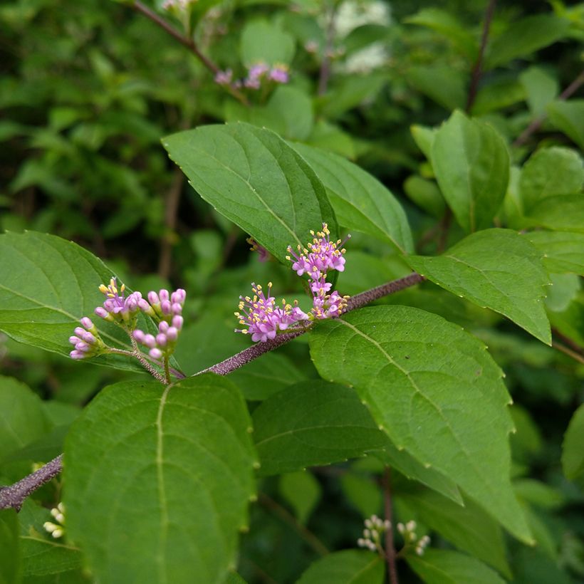 Callicarpa japonica - Arbuste aux bonbons du Japon (Flowering)