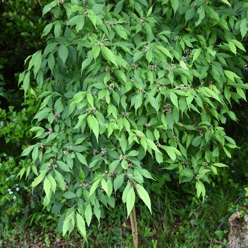 Callicarpa japonica - Arbuste aux bonbons du Japon (Plant habit)