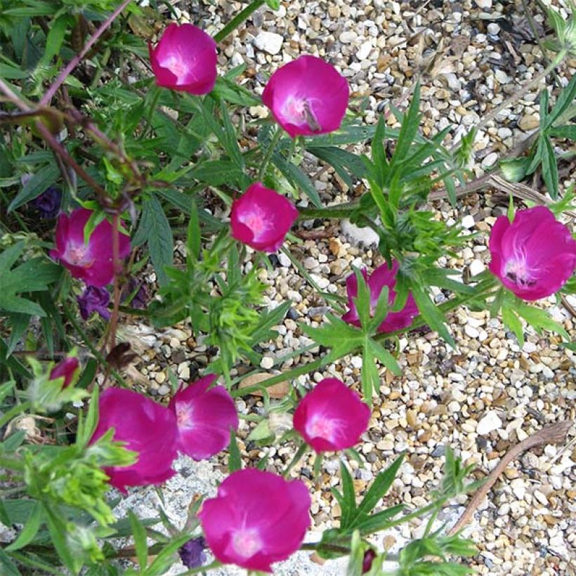 Callirhoe involucrata - Mauve-pavot. (Flowering)