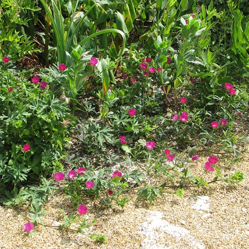 Callirhoe involucrata - Mauve-pavot. (Plant habit)