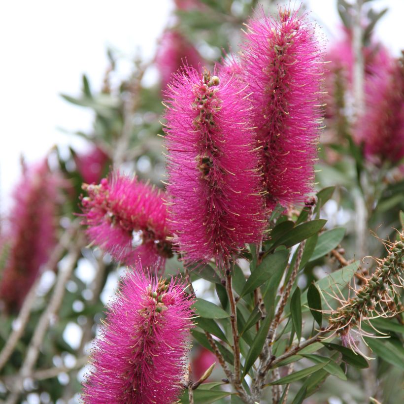Callistemon citrinus Mauve Mist - Rince bouteille (Flowering)