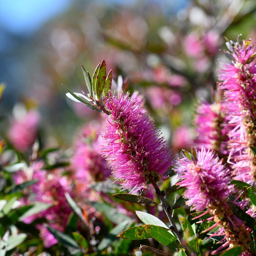 Callistemon viminalis Bright Pink - Rince bouteille pleureur (Flowering)