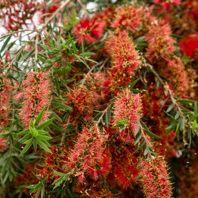 Callistemon viminalis Captain Cook - Rince-bouteille (Flowering)