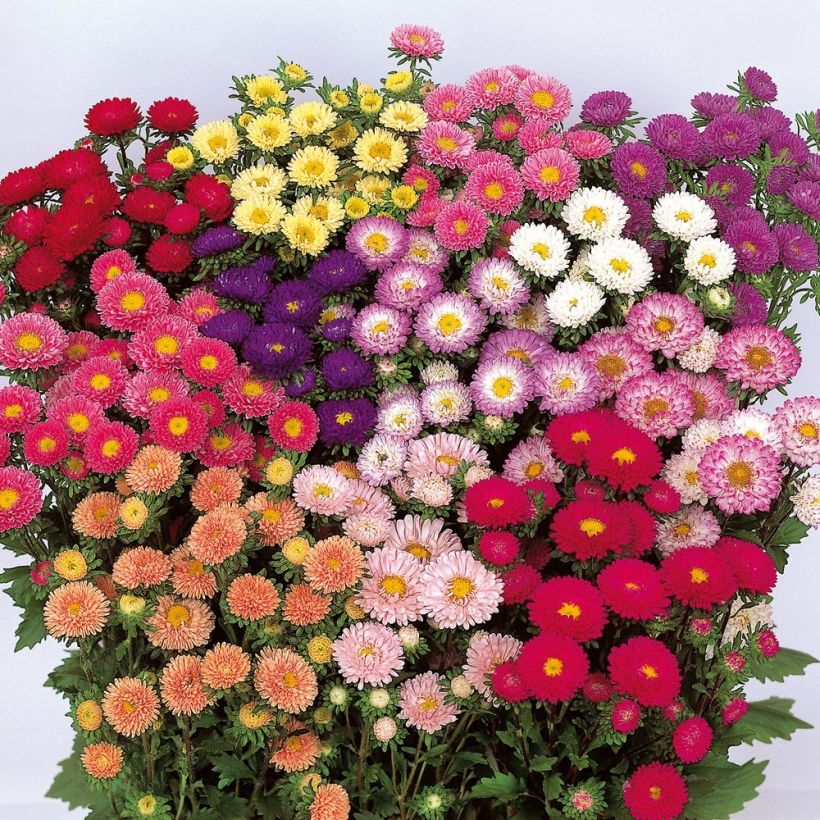 Reine-Marguerite Matsumoto mélange - Callistephus Mini-mottes (Flowering)