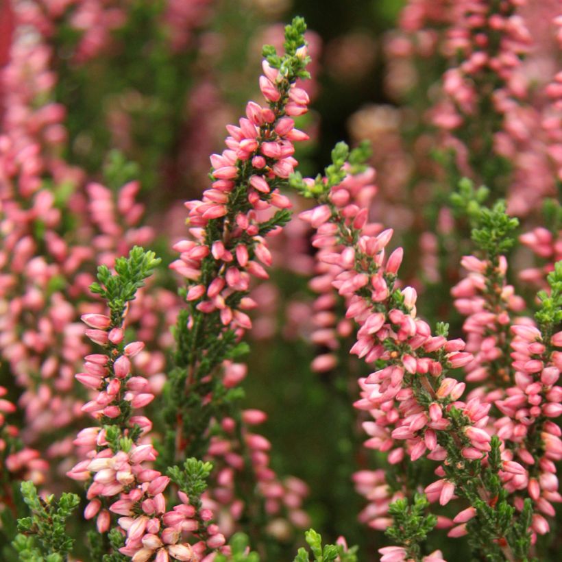 Bruyère d'été - Calluna Garden Girls Gina (Flowering)