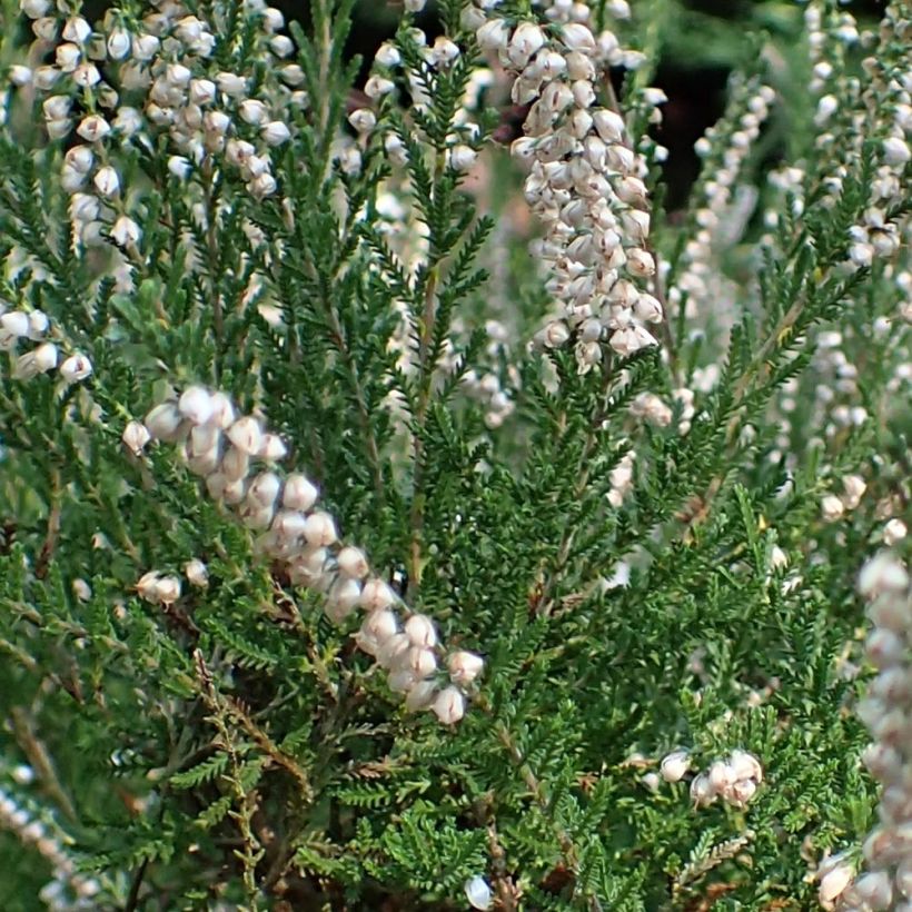 Bruyère d'été - Calluna vulgaris Alba (Foliage)